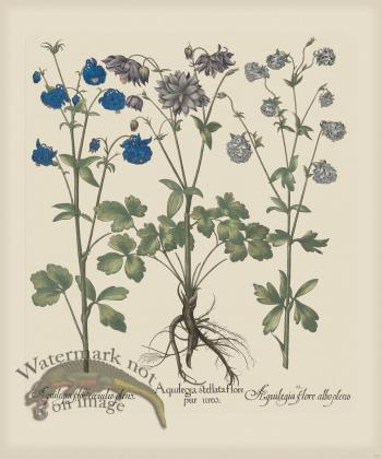 Besler 173 Colored B2